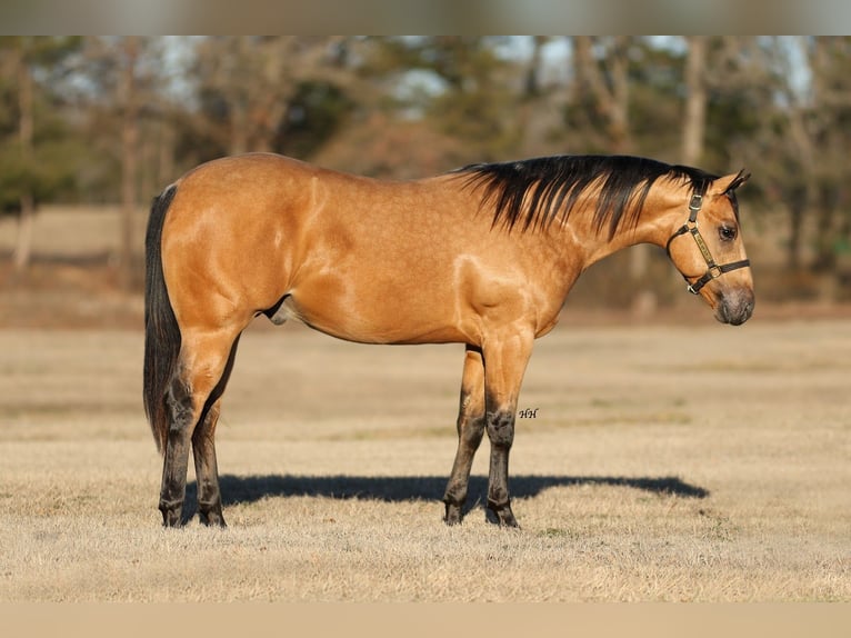 American Quarter Horse Stallion 2 years 14,3 hh Buckskin in Whitesboro
