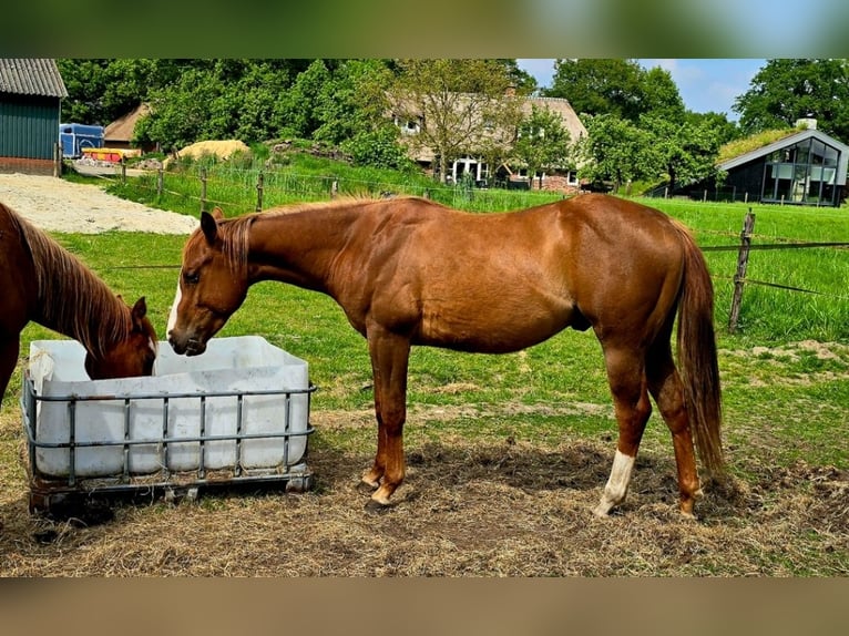 American Quarter Horse Stallion 2 years 14,3 hh Chestnut-Red in Markelo