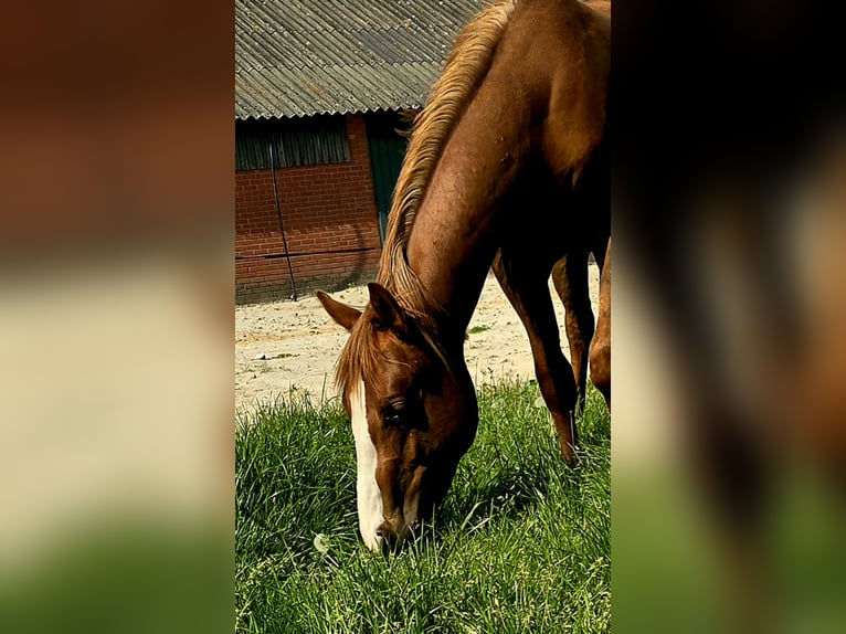 American Quarter Horse Stallion 2 years 14,3 hh Chestnut-Red in Markelo