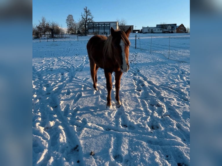American Quarter Horse Stallion 2 years 14.3 hh Chestnut-Red in Straubenhardt