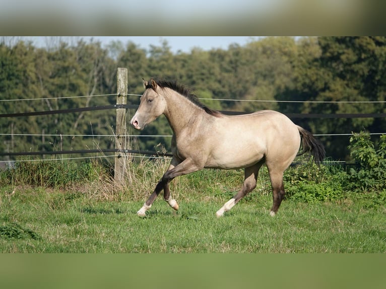American Quarter Horse Stallion 2 years 14.3 hh Dun in Erkelenz