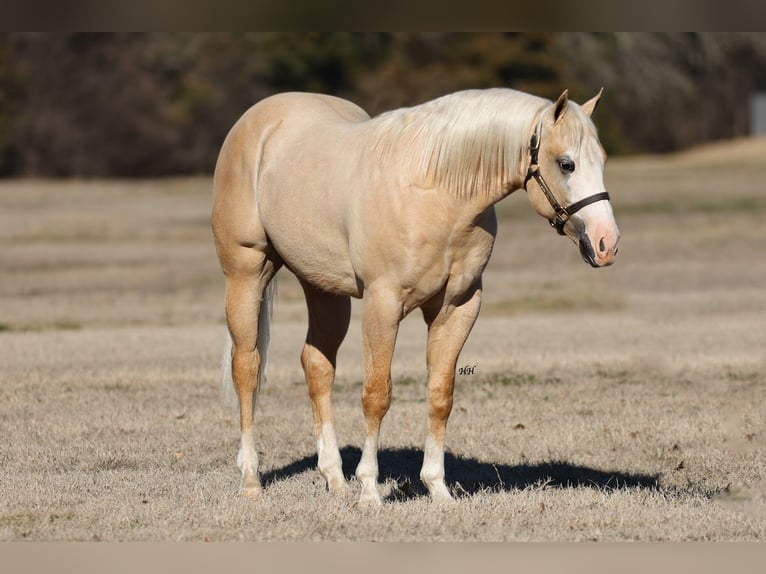 American Quarter Horse Stallion 2 years 14,3 hh Palomino in Whitesboro
