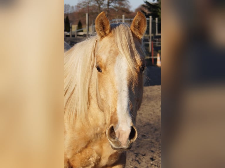 American Quarter Horse Stallion 2 years 14,3 hh Palomino in Treuenbrietzen