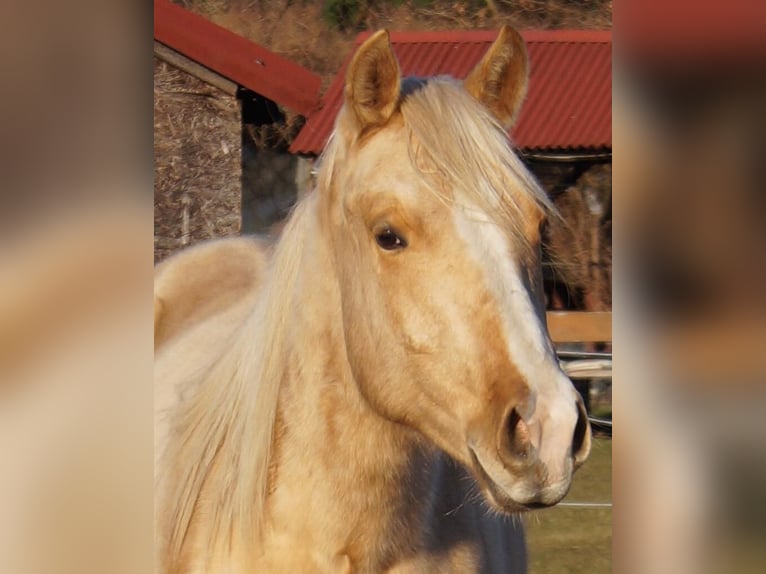 American Quarter Horse Stallion 2 years 14,3 hh Palomino in Treuenbrietzen