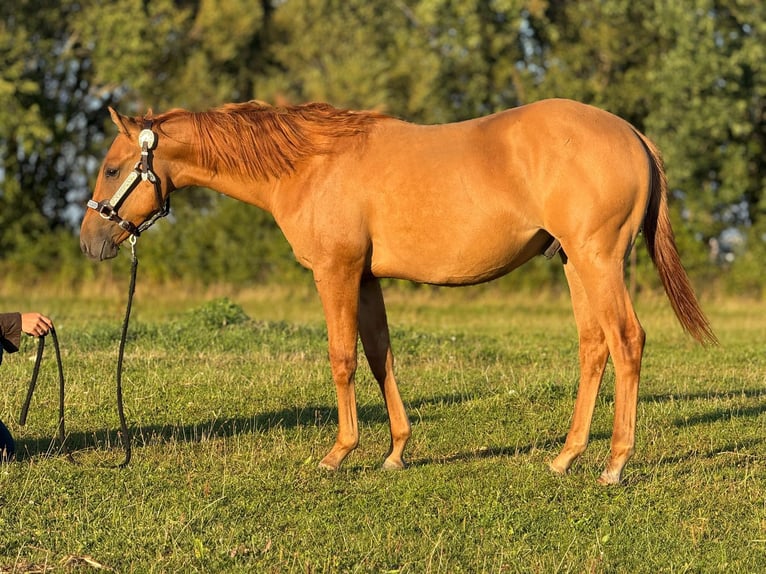 American Quarter Horse Stallion 2 years 14.3 hh Red Dun in Elmenhorst-Lichtenhagen