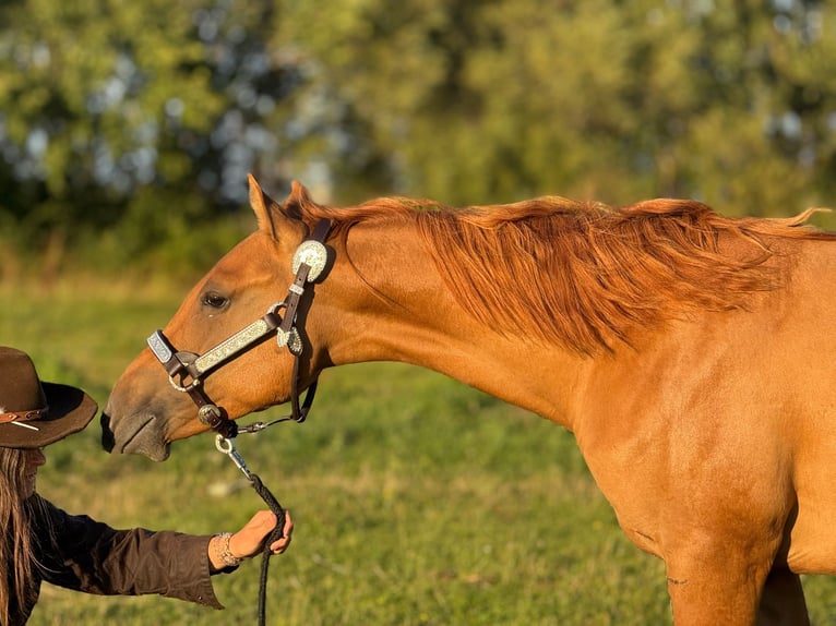 American Quarter Horse Stallion 2 years 14.3 hh Red Dun in Elmenhorst-Lichtenhagen
