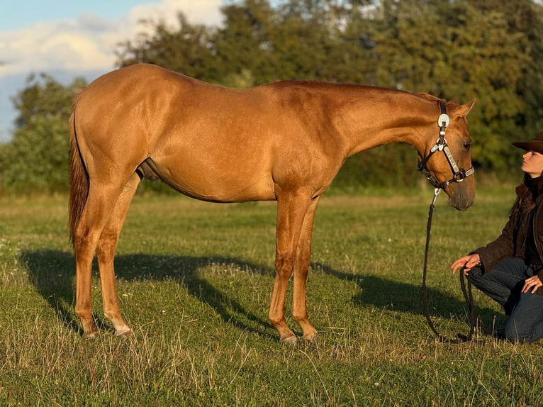 American Quarter Horse Stallion 2 years 14.3 hh Red Dun in Elmenhorst-Lichtenhagen
