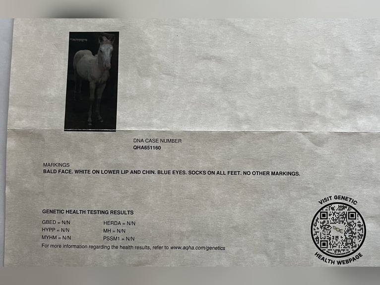 American Quarter Horse Stallion 2 years 14 hh Perlino in Kappelen