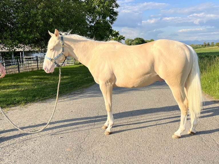 American Quarter Horse Stallion 2 years 14 hh Perlino in Kappelen