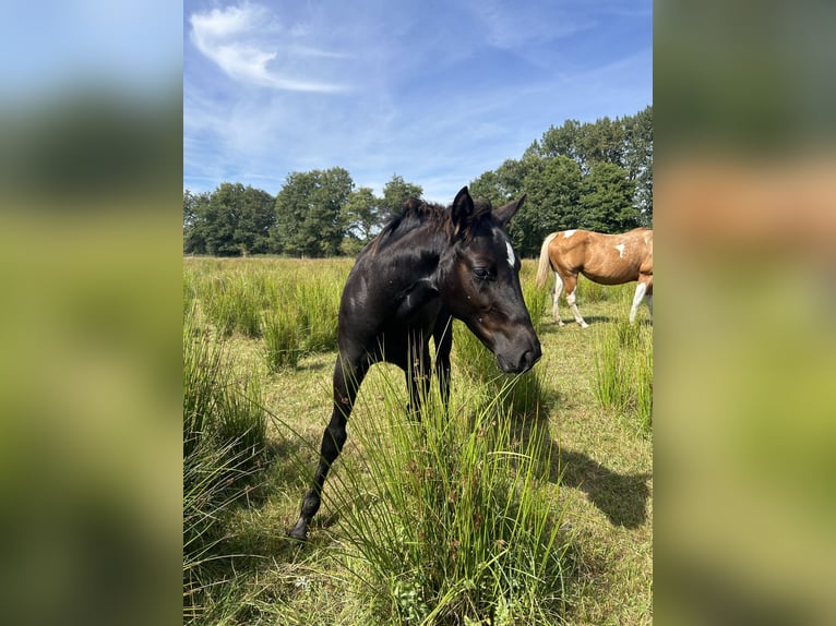American Quarter Horse Stallion 2 years 14,1 hh Black in Brunn