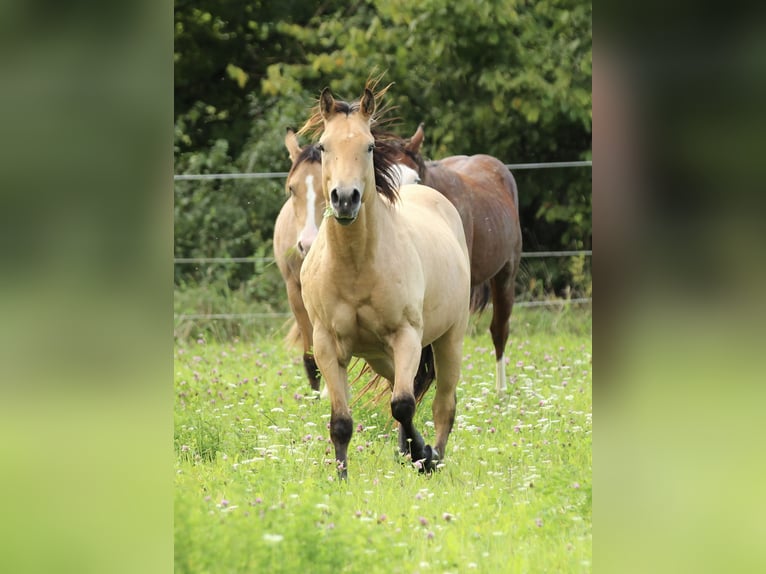 American Quarter Horse Stallion 2 years 14,1 hh Buckskin in Waldshut-Tiengen