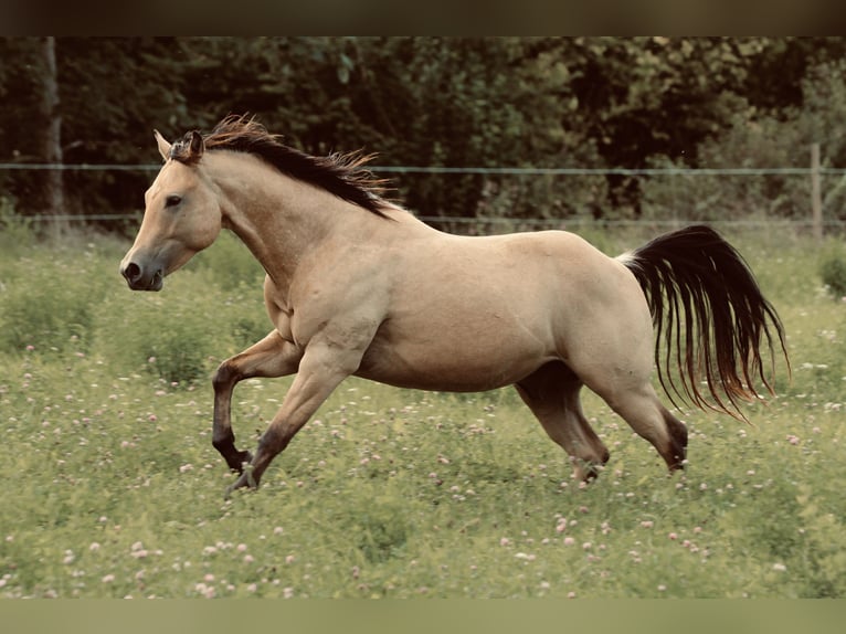 American Quarter Horse Stallion 2 years 14,1 hh Buckskin in Waldshut-Tiengen
