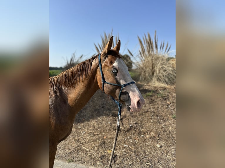 American Quarter Horse Stallion 2 years 14,1 hh Dun in Straelen