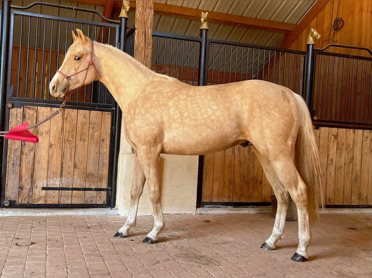 American Quarter Horse Stallion 2 years 14,1 hh Palomino in Capdrot