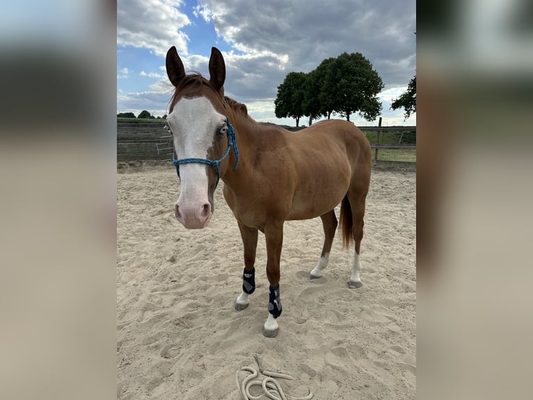 American Quarter Horse Stallion 2 years 14,1 hh Red Dun in Straelen