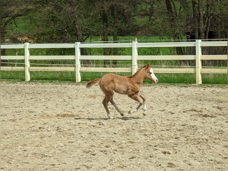American Quarter Horse Stallion 2 years 14,1 hh Red Dun in Straelen