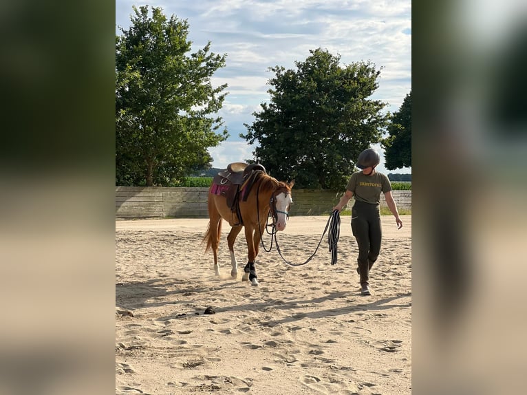 American Quarter Horse Stallion 2 years 14,1 hh Red Dun in Straelen