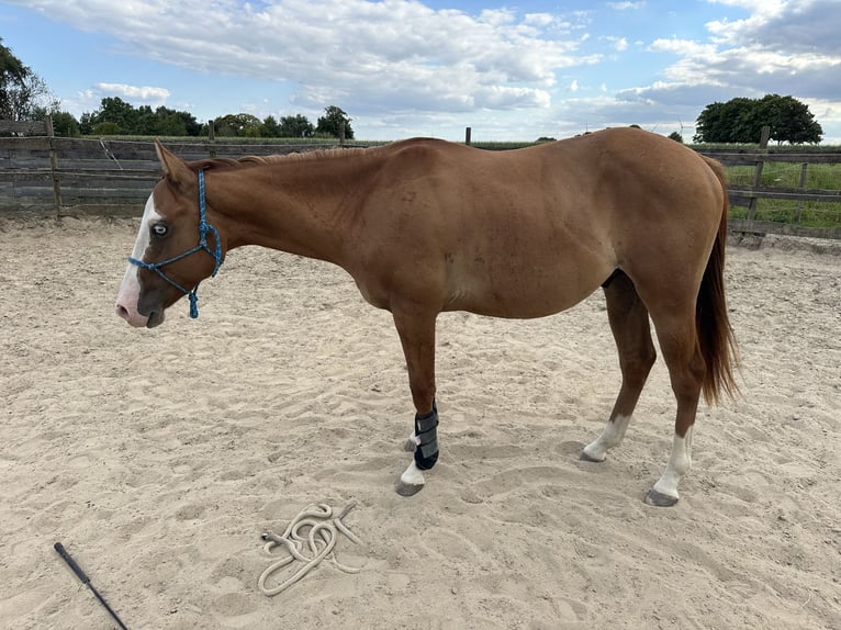 American Quarter Horse Stallion 2 years 14,1 hh Red Dun in Straelen