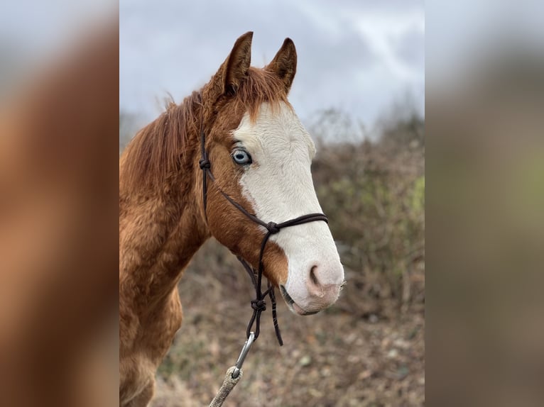 American Quarter Horse Stallion 2 years 14,1 hh Red Dun in Straelen