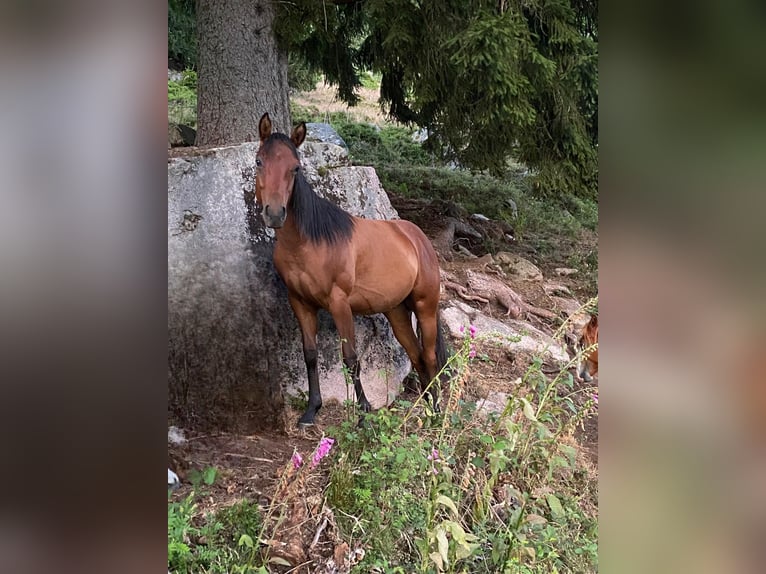American Quarter Horse Stallion 2 years 14,2 hh Bay-Dark in Steinen