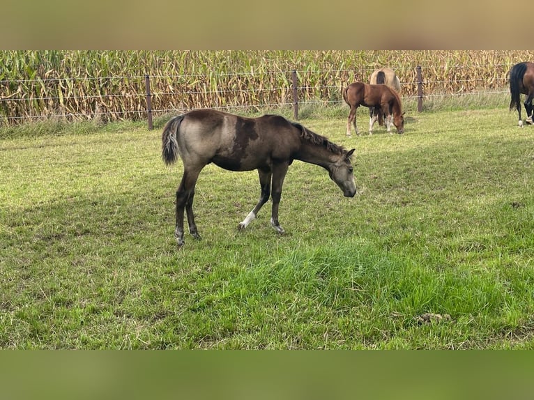 American Quarter Horse Stallion 2 years 14,2 hh Buckskin in Nistertal