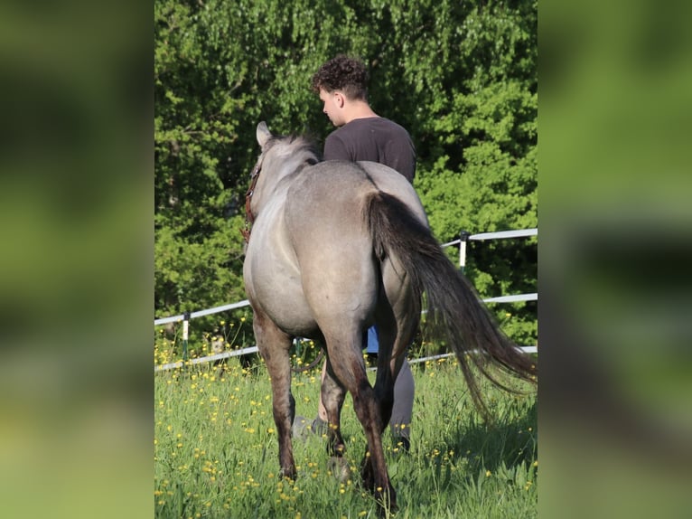 American Quarter Horse Stallion 2 years 14,2 hh Can be white in Schwarzach