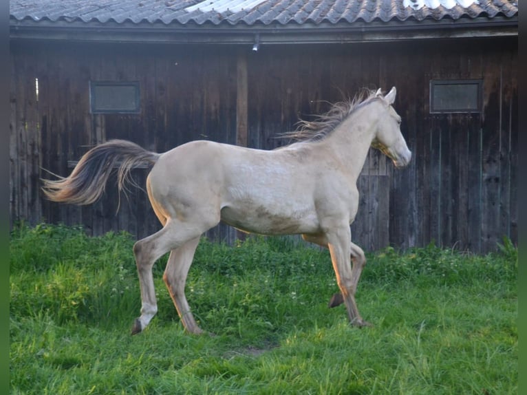 American Quarter Horse Mix Stallion 2 years 14,2 hh Champagne in Voltlage