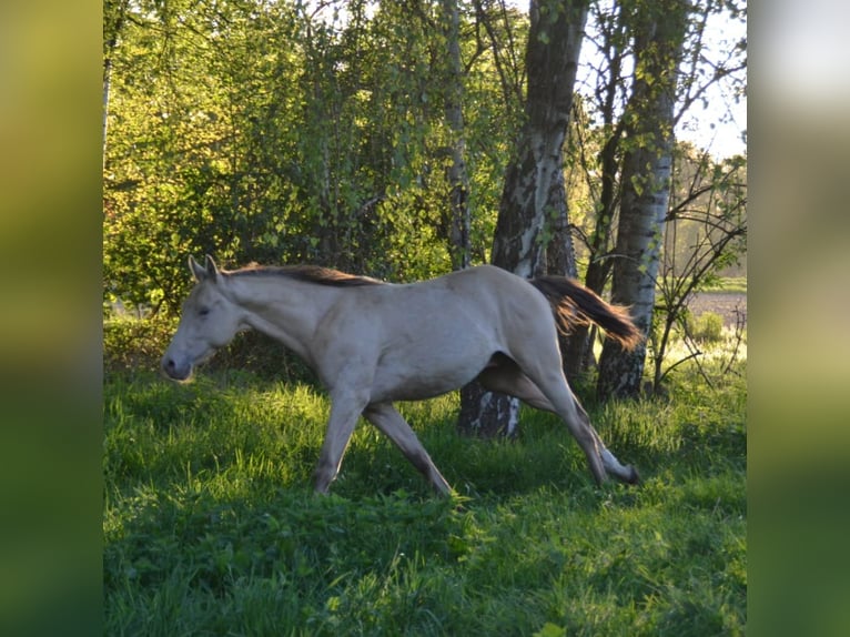 American Quarter Horse Mix Stallion 2 years 14,2 hh Champagne in Voltlage