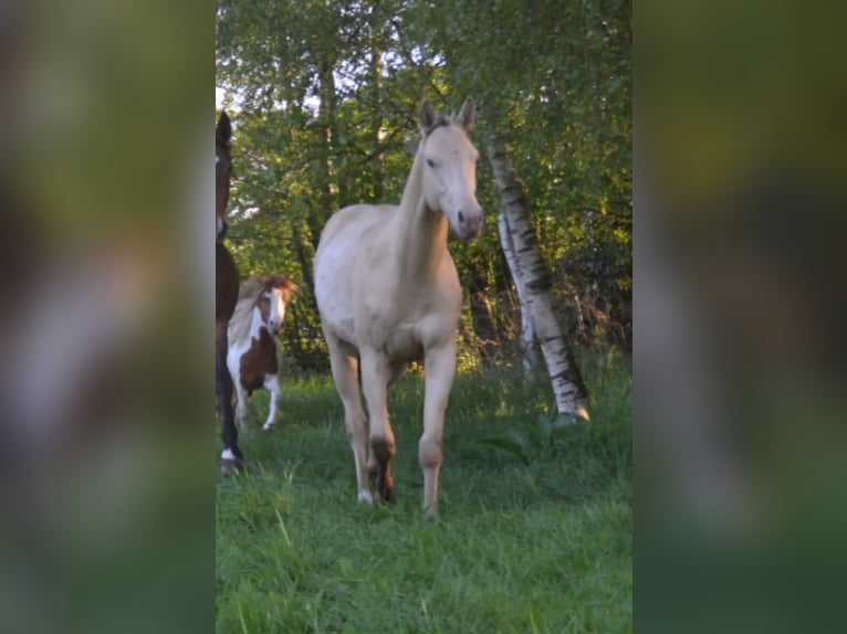 American Quarter Horse Mix Stallion 2 years 14,2 hh Champagne in Voltlage