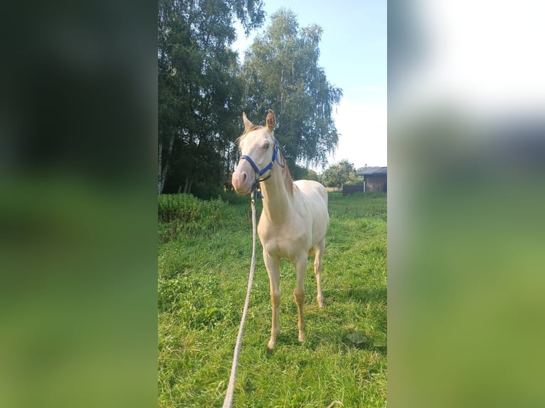 American Quarter Horse Mix Stallion 2 years 14,2 hh Champagne in Voltlage