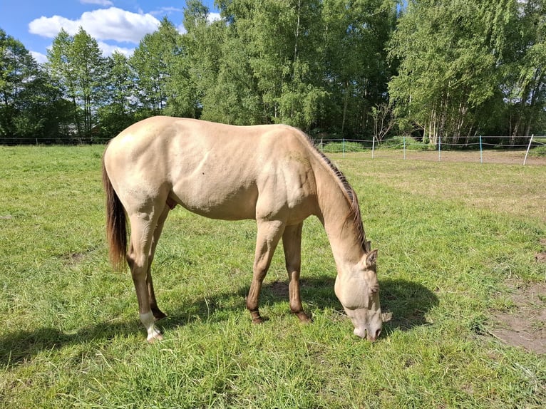 American Quarter Horse Mix Stallion 2 years 14,2 hh Champagne in Voltlage