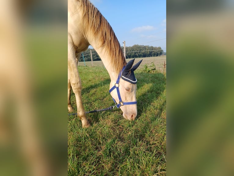 American Quarter Horse Mix Stallion 2 years 14,2 hh Champagne in Voltlage