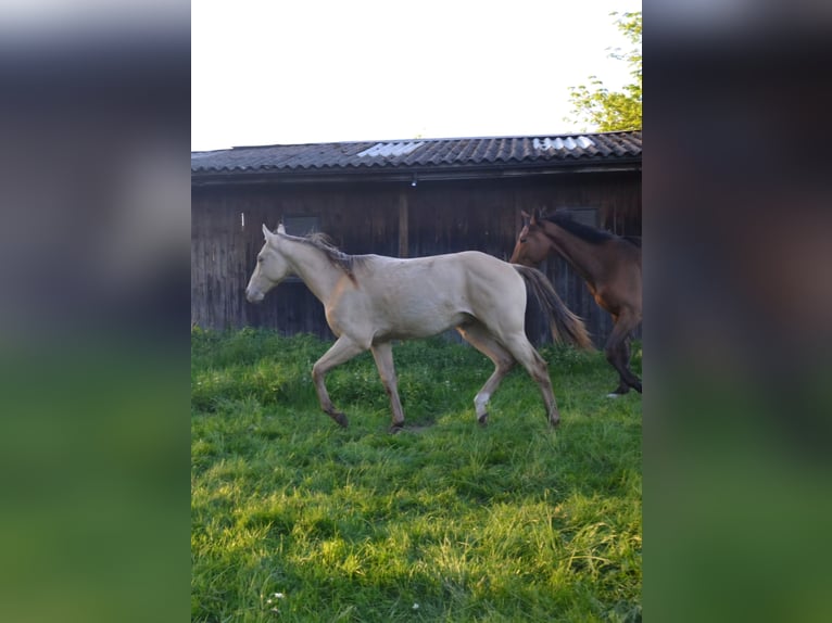 American Quarter Horse Mix Stallion 2 years 14,2 hh Champagne in Voltlage