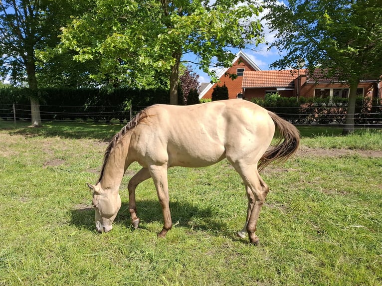 American Quarter Horse Mix Stallion 2 years 14,2 hh Champagne in Voltlage