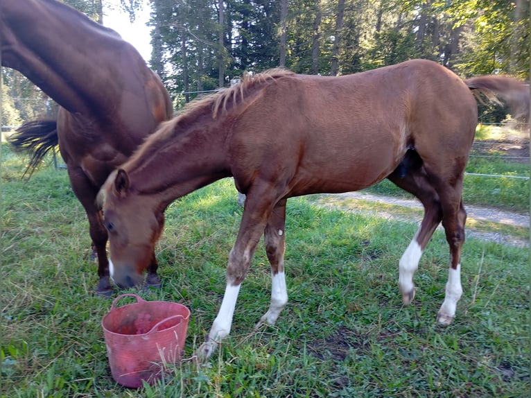 American Quarter Horse Stallion 2 years 14,2 hh Chestnut-Red in Bad Kohlgrub
