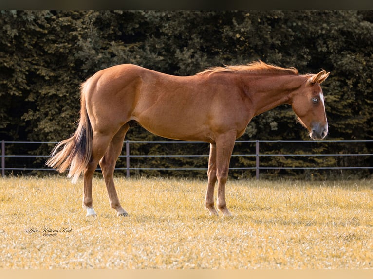 American Quarter Horse Stallion 2 years 14,2 hh Chestnut in Lahn