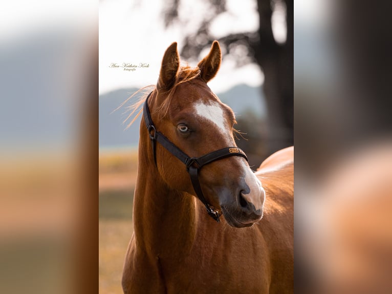 American Quarter Horse Stallion 2 years 14,2 hh Chestnut in Lahn