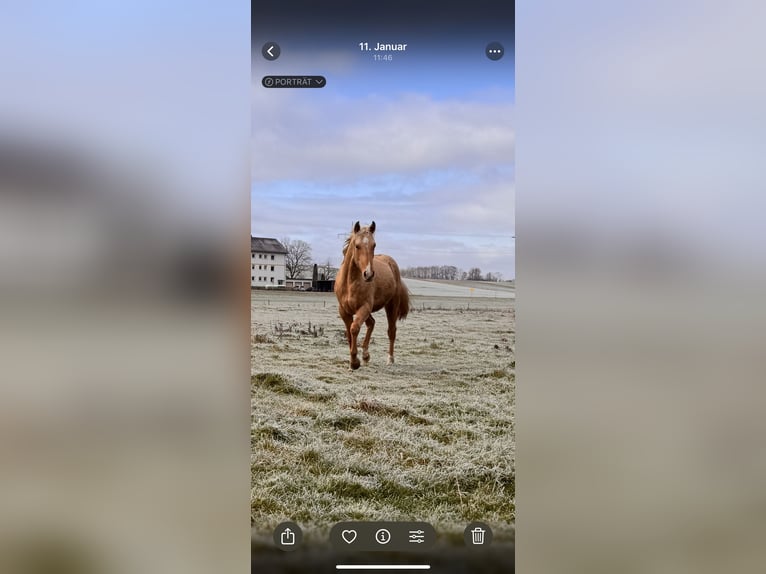 American Quarter Horse Stallion 2 years 14,2 hh Palomino in Wiedergeltingen
