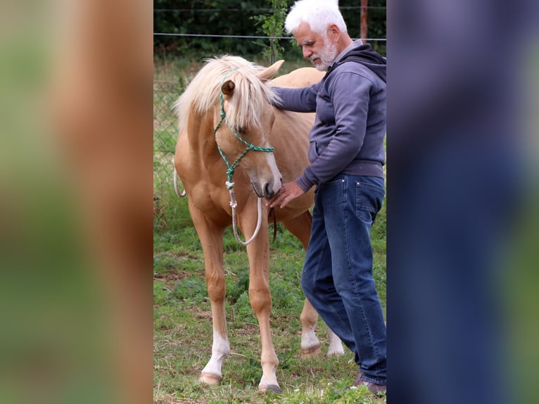 American Quarter Horse Stallion 2 years 14,2 hh Palomino in Müglitztal