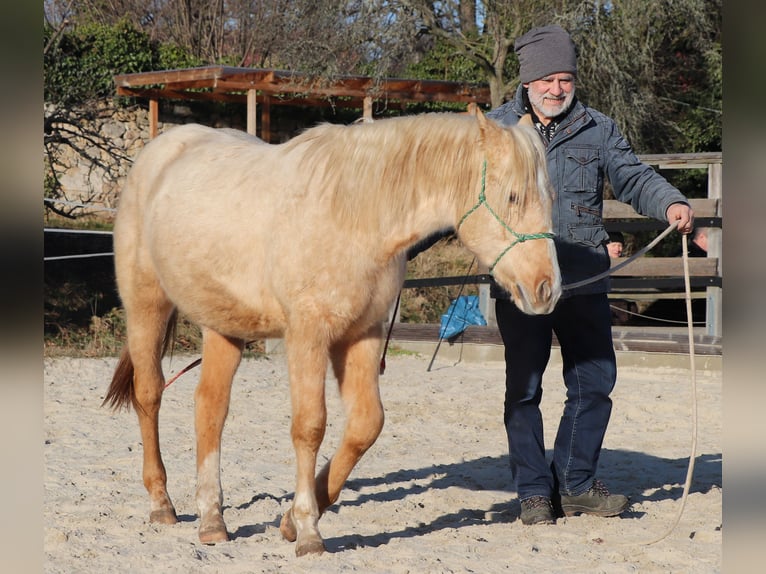 American Quarter Horse Stallion 2 years 14,2 hh Palomino in Müglitztal