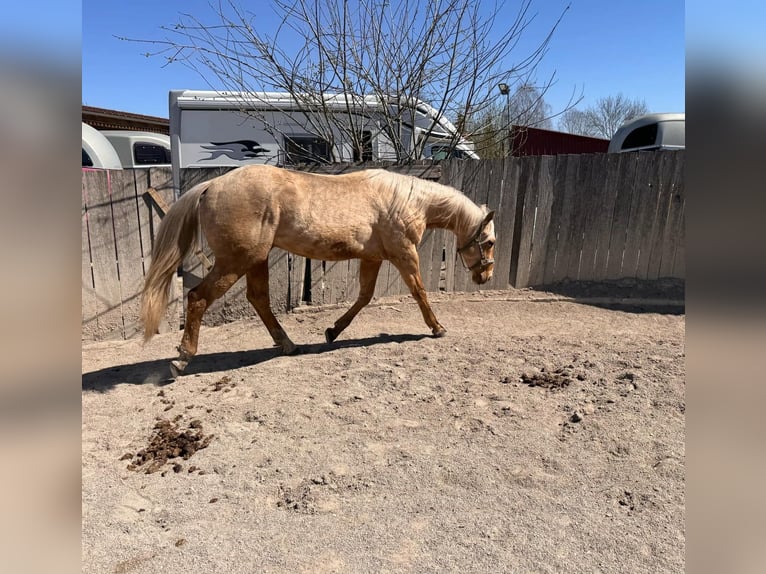 American Quarter Horse Stallion 2 years 14,2 hh Palomino in Wiedergeltingen