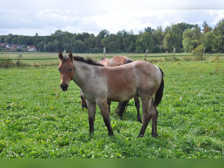 American Quarter Horse Stallion 2 years 14,2 hh Roan-Bay in Bückeburg Evesen