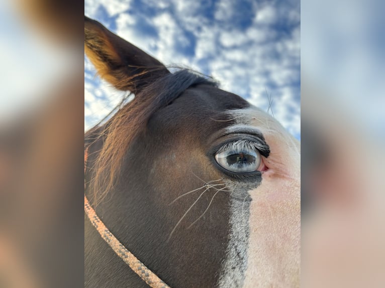 American Quarter Horse Stallion 2 years 14,2 hh Smoky-Black in Palma