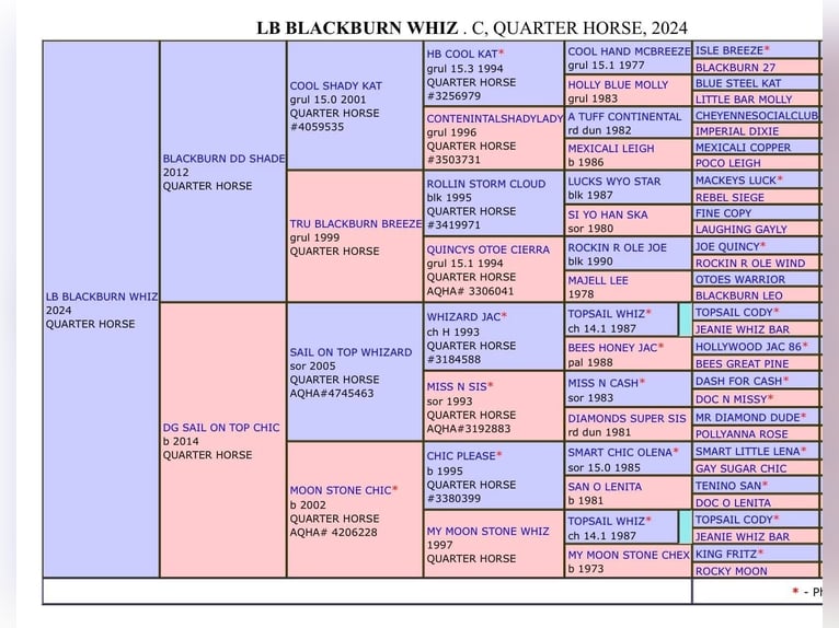 American Quarter Horse Stallion 2 years 14,3 hh Brown Falb mold in Petit-Réderching