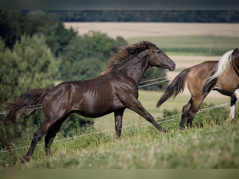 American Quarter Horse Stallion 2 years 14,3 hh Buckskin in Dietenheim