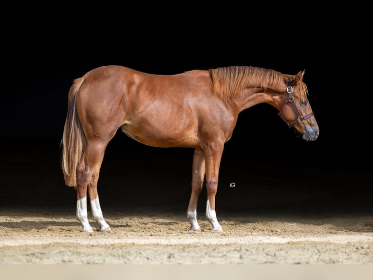 American Quarter Horse Stallion 2 years 14,3 hh Chestnut-Red in Eschenau
