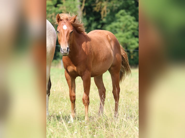 American Quarter Horse Stallion 2 years 14,3 hh Chestnut-Red in Elmenhorst-Lichtenhagen