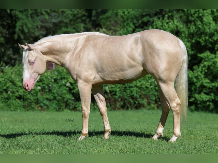 American Quarter Horse Stallion 2 years 14,3 hh Cremello in Ravenna, TX