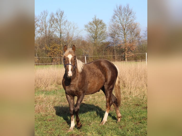 American Quarter Horse Stallion 2 years 14,3 hh Palomino in Haren