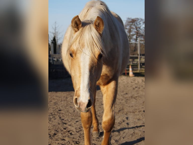 American Quarter Horse Stallion 2 years 14,3 hh Palomino in Treuenbrietzen